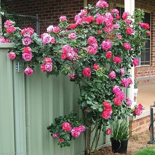 Roz - alb - trandafir pentru straturi Floribunda